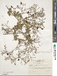 Jasminum officinale image