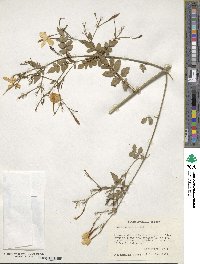 Jasminum officinale image