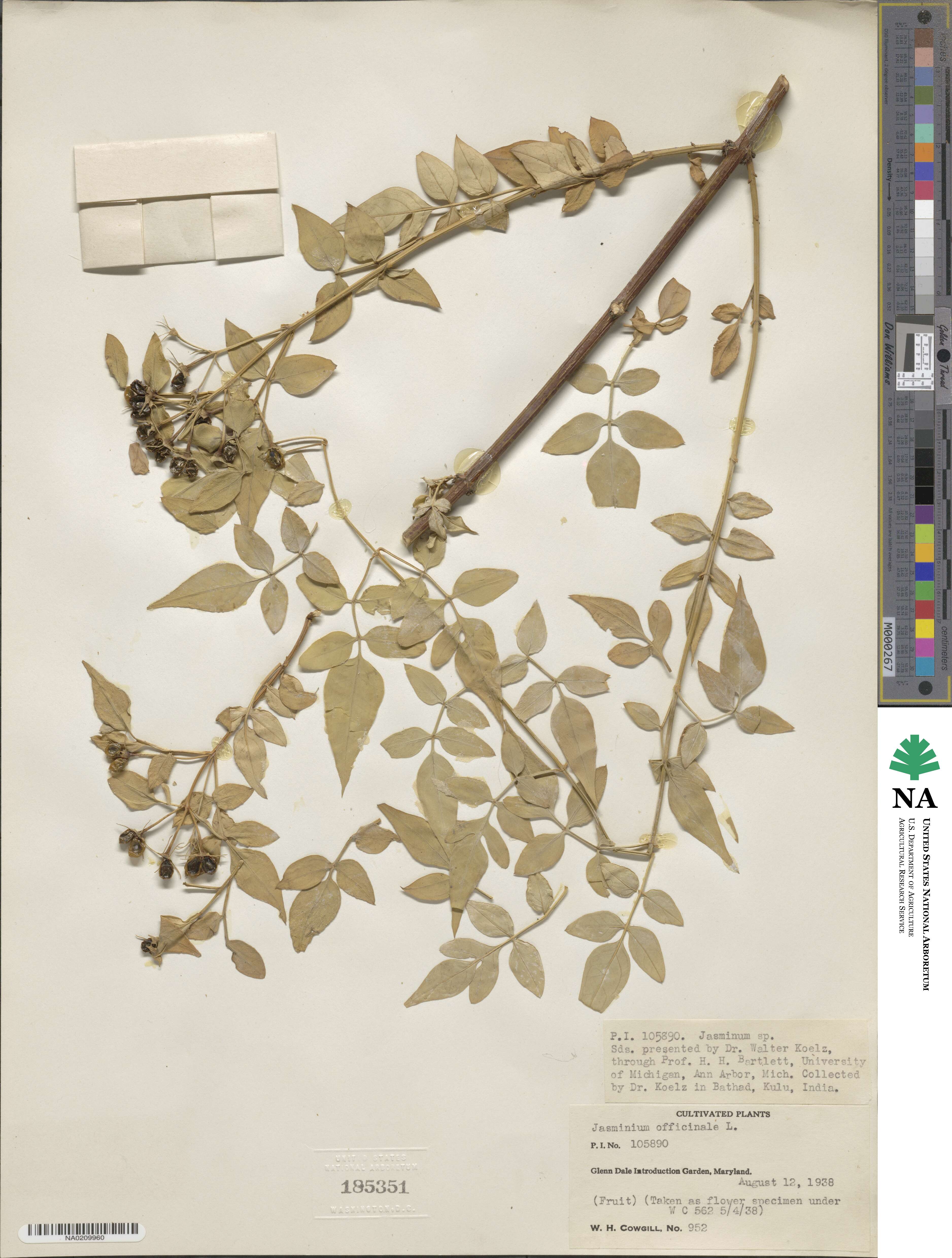 Jasminum officinale image