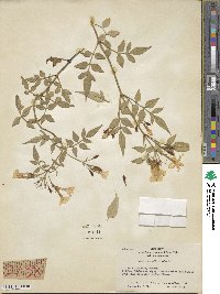 Jasminum officinale image