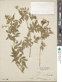 Jasminum officinale image