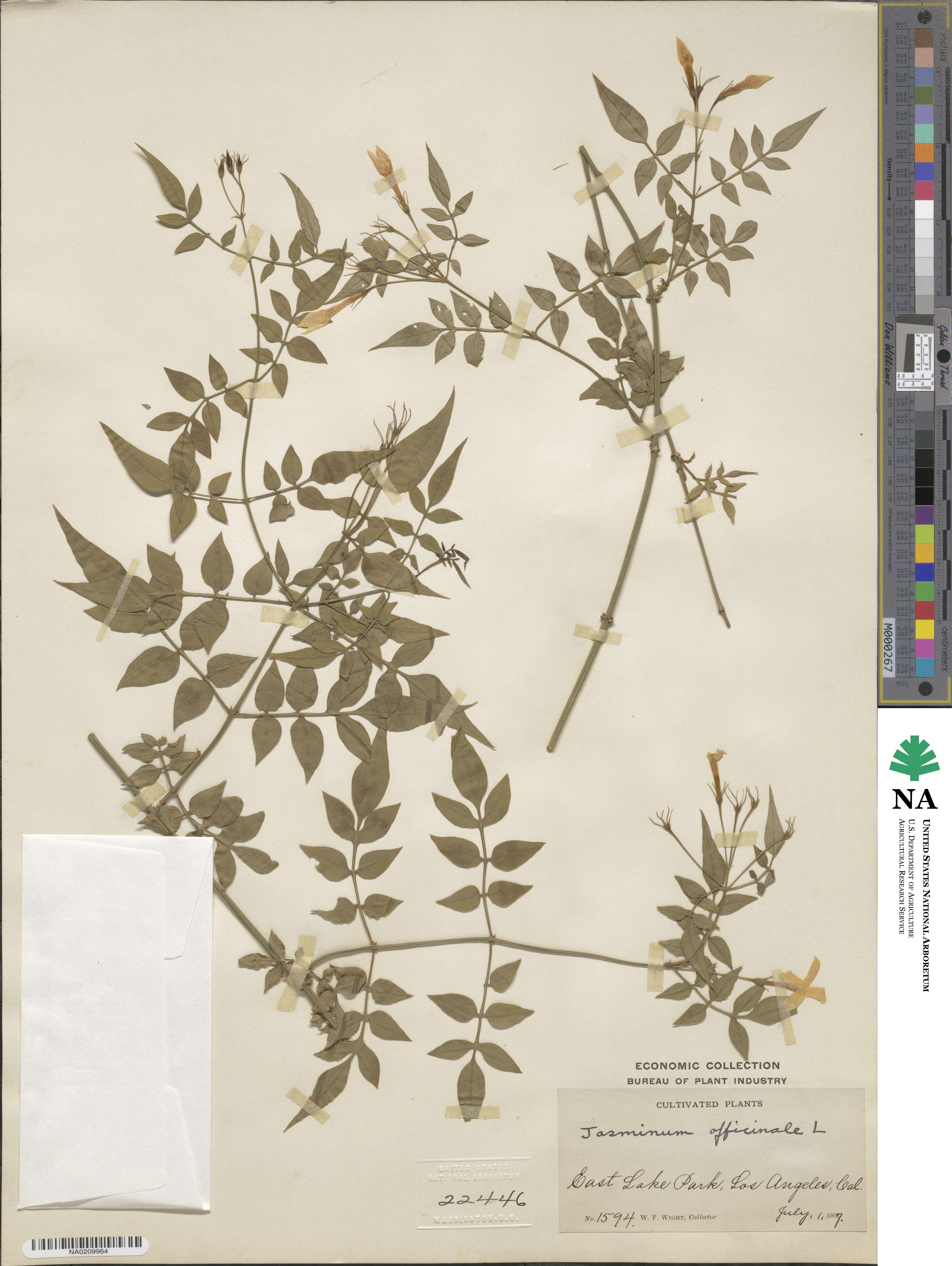Jasminum officinale image
