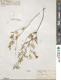 Jasminum officinale image