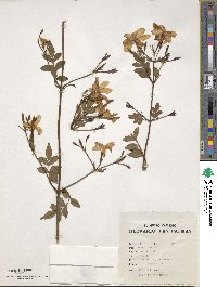 Jasminum officinale image