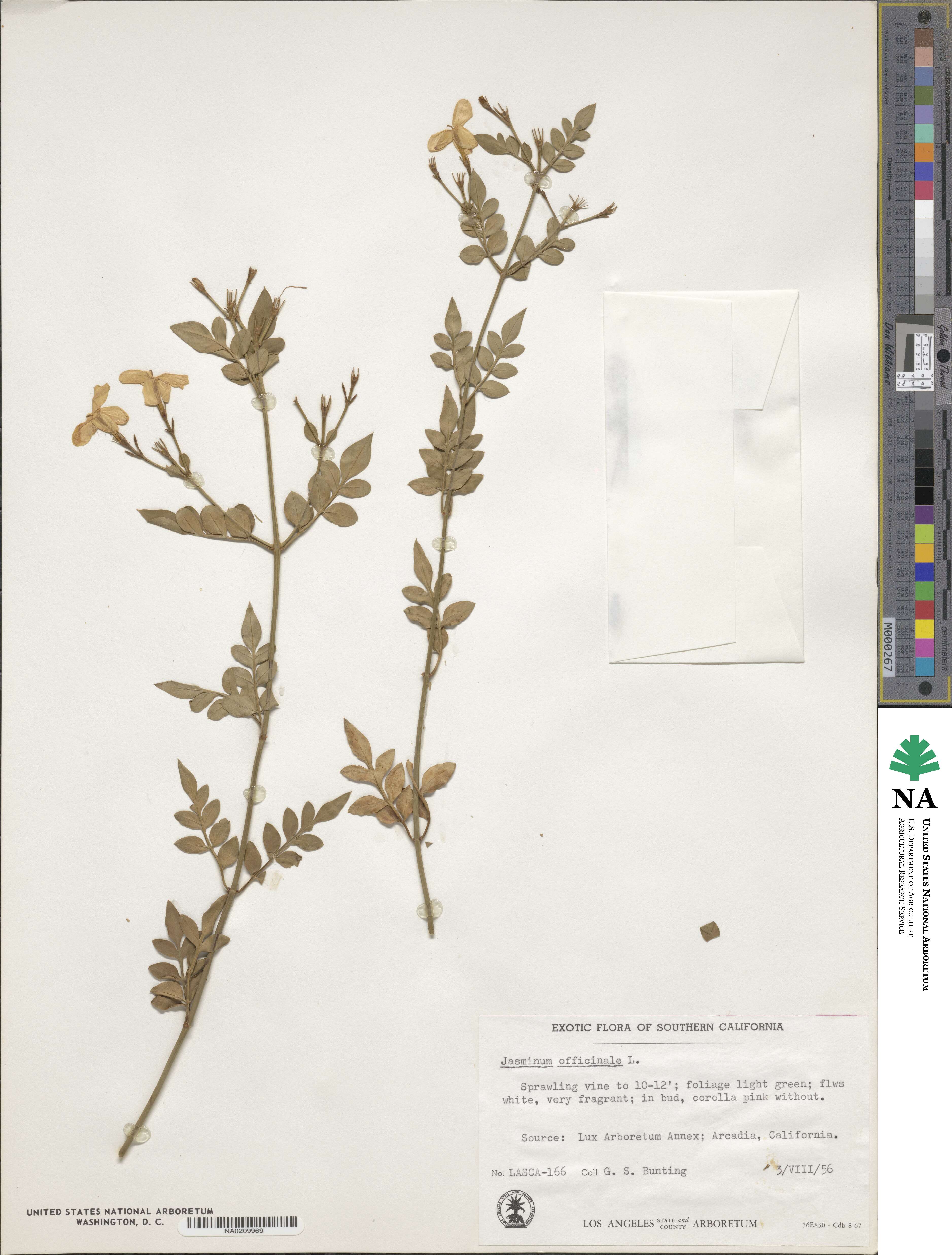 Jasminum officinale image