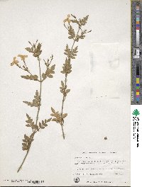 Jasminum officinale image