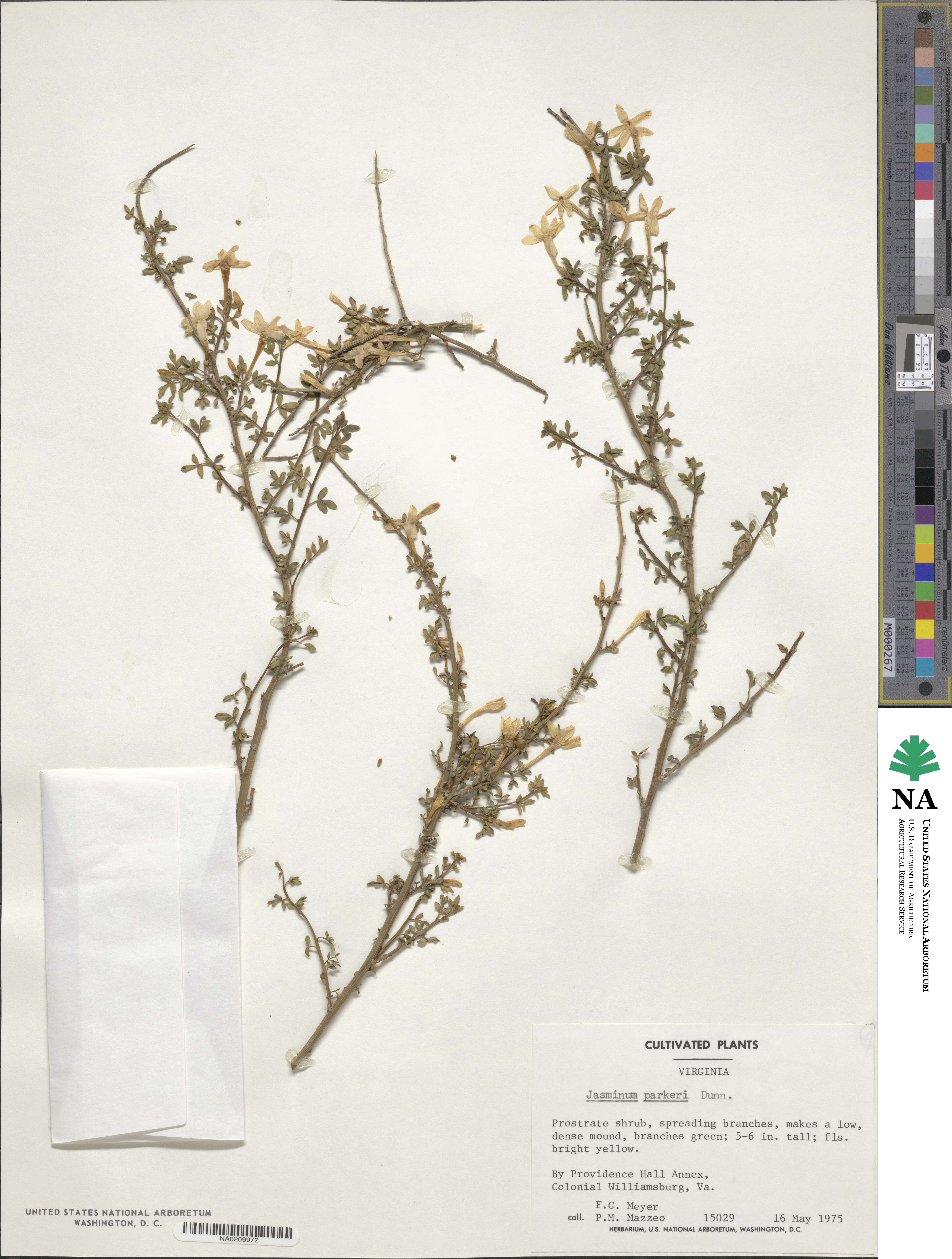 Chrysojasminum parkeri image