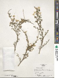 Chrysojasminum parkeri image