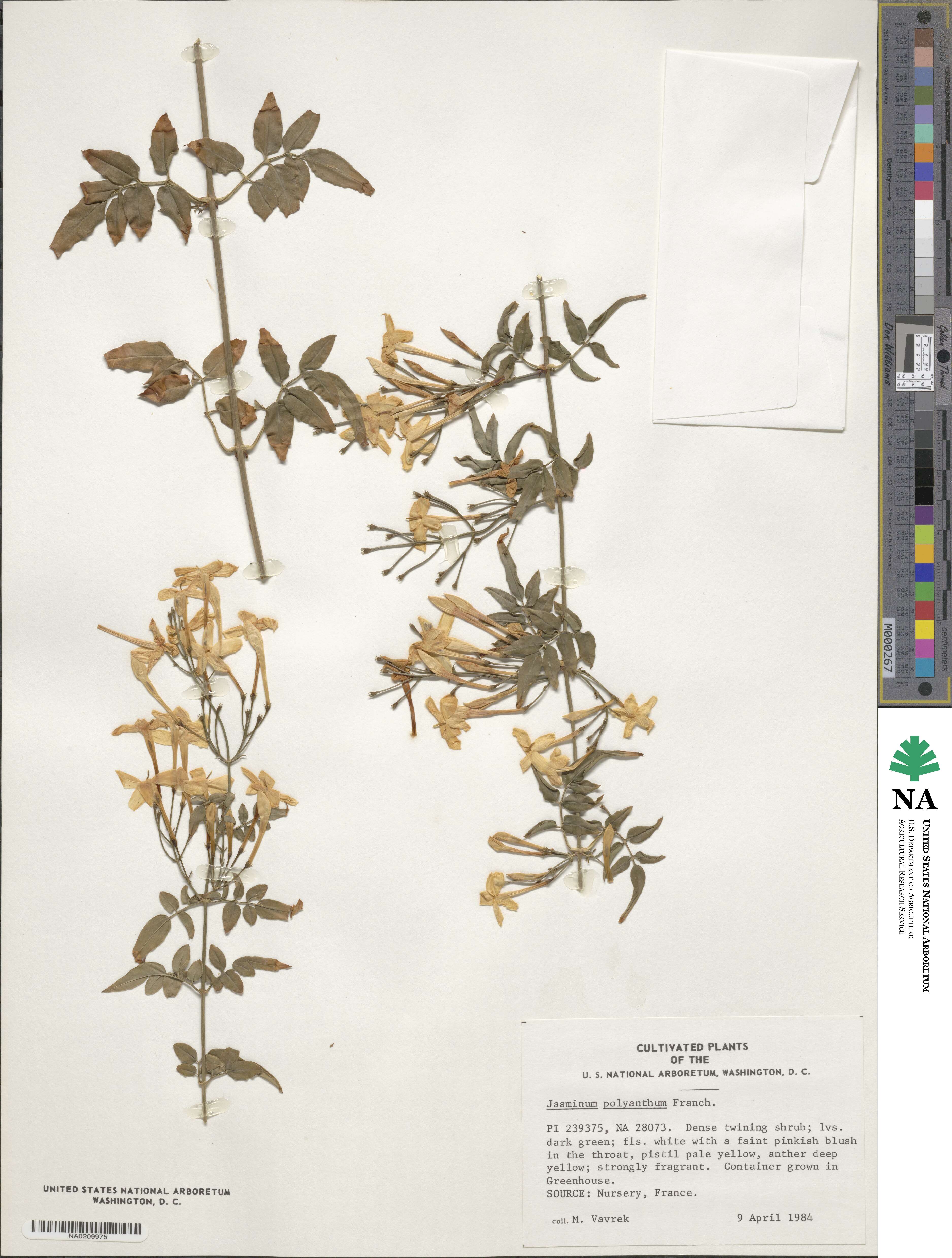 Jasminum polyanthum image