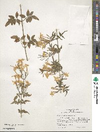 Jasminum polyanthum image