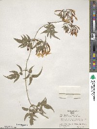 Jasminum polyanthum image