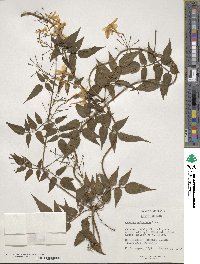 Jasminum polyanthum image