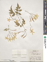 Jasminum polyanthum image