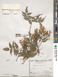 Jasminum polyanthum image