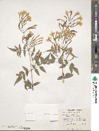 Jasminum polyanthum image