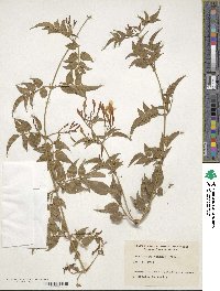 Jasminum polyanthum image