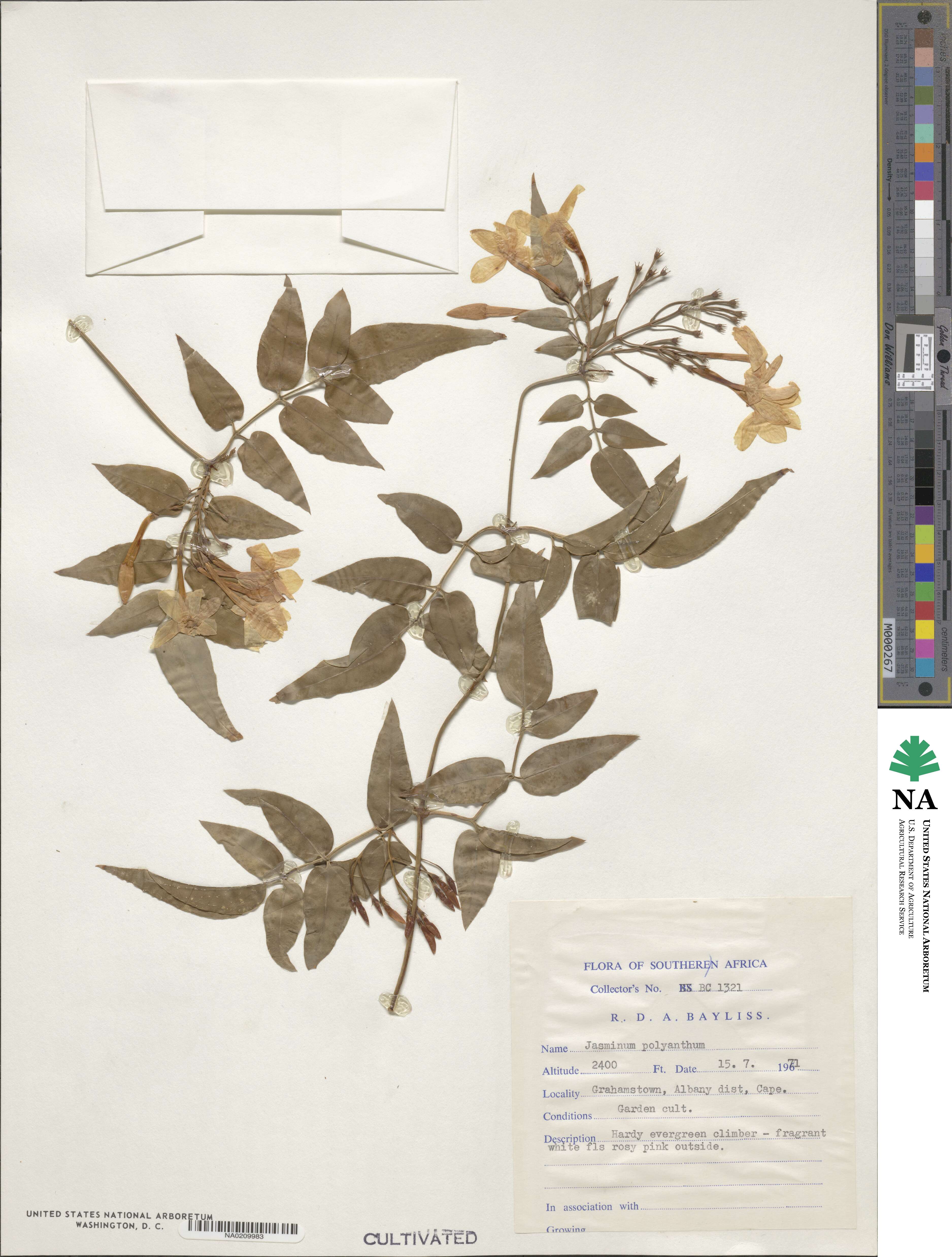 Jasminum polyanthum image