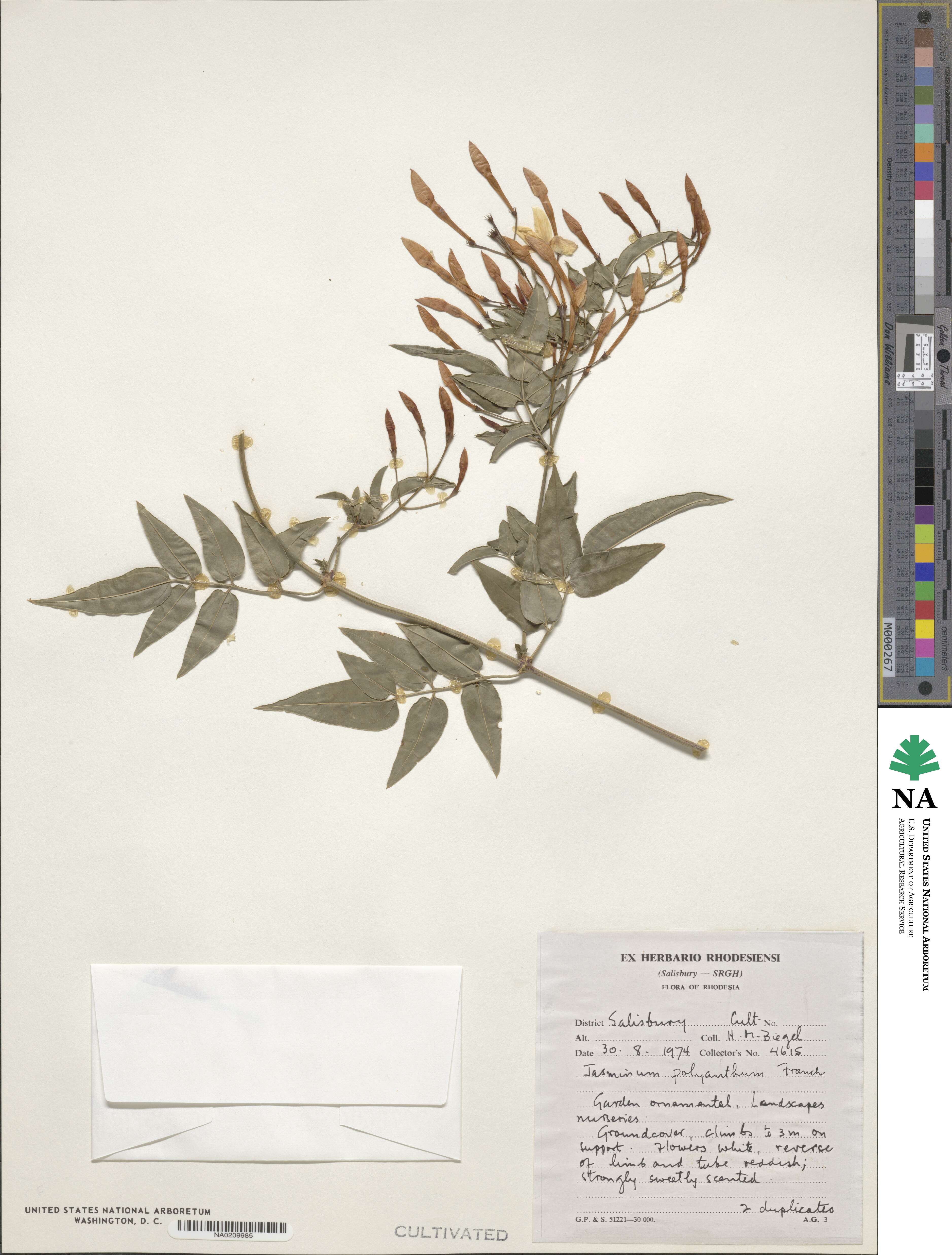 Jasminum polyanthum image