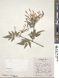 Jasminum polyanthum image