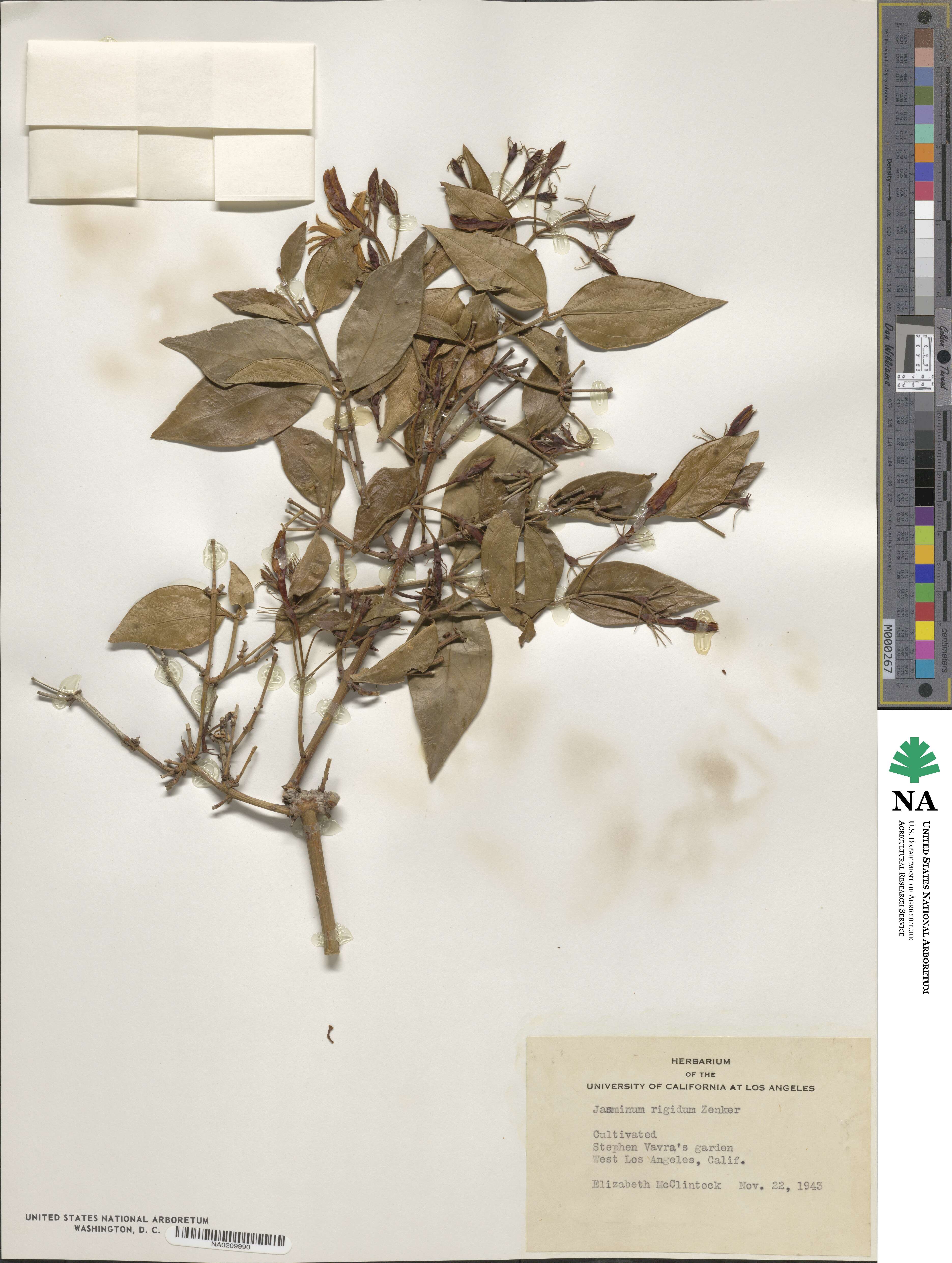 Jasminum rigidum image