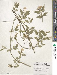 Jasminum × stephanense image