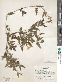 Jasminum × stephanense image