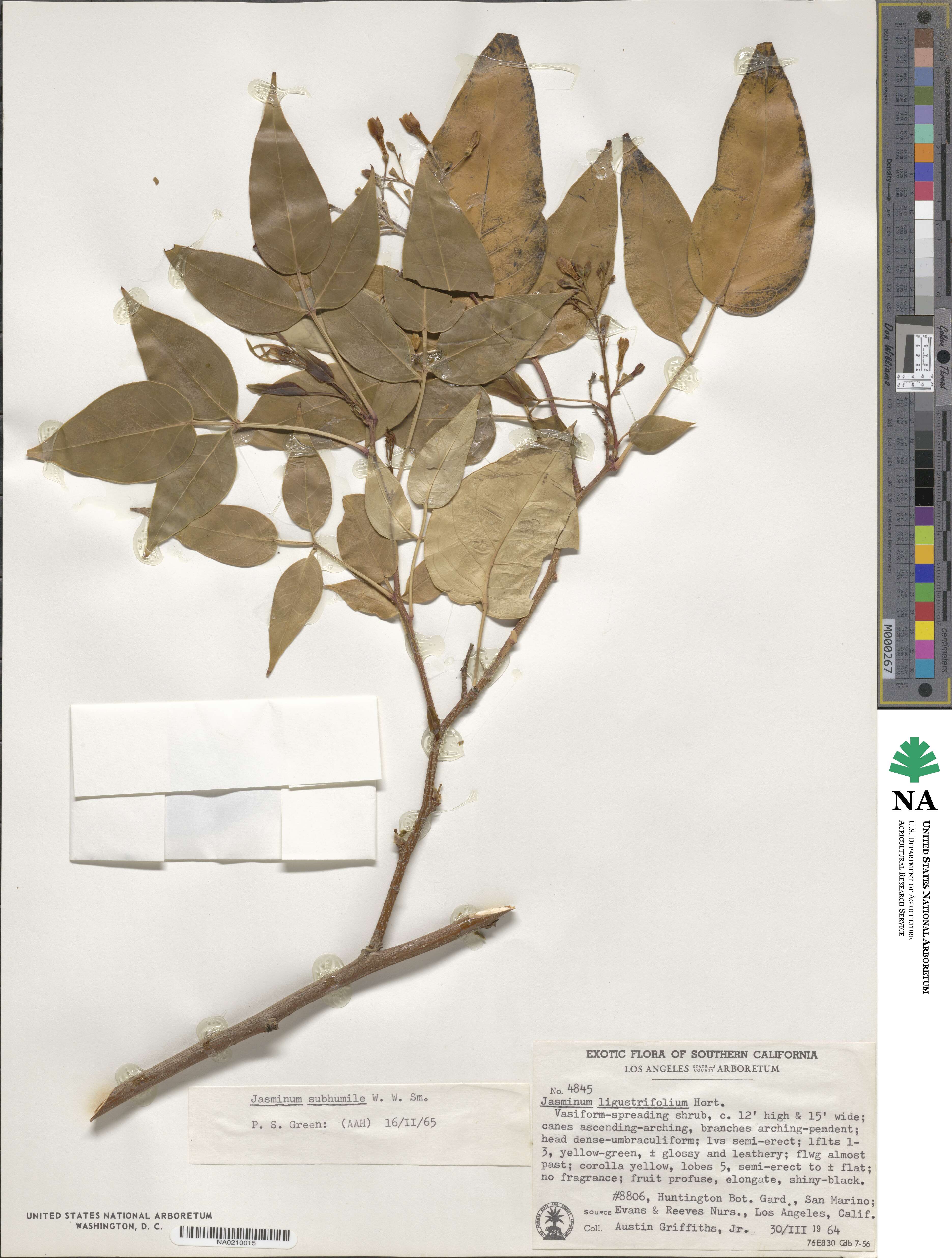 Chrysojasminum subhumile image