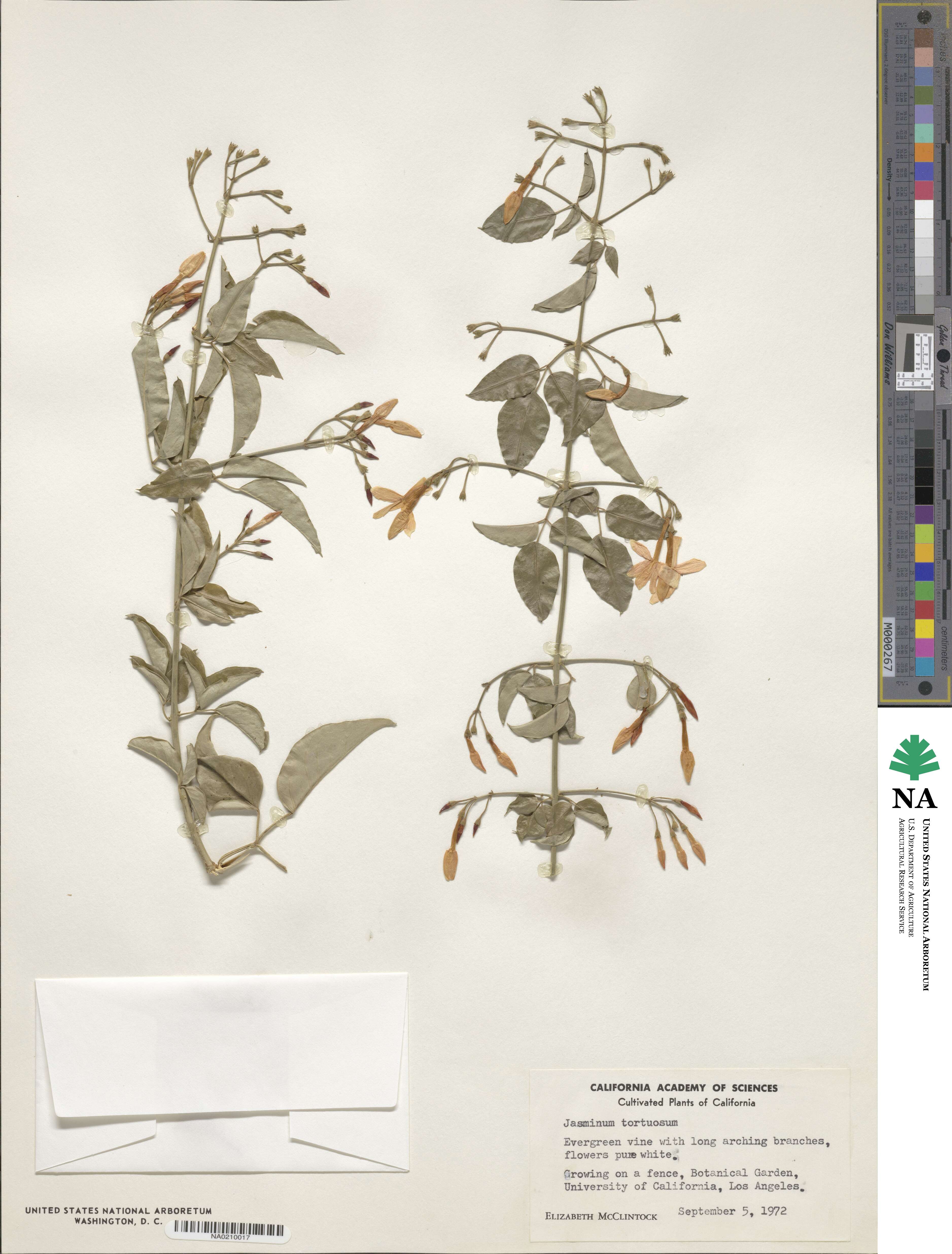 Jasminum tortuosum image