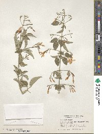 Image of Jasminum tortuosum