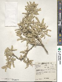 Salvadora angustifolia image