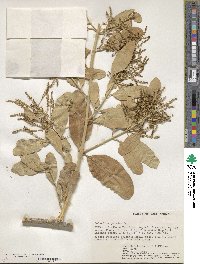 Salvadora persica image