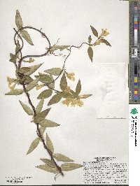 Gelsemium sempervirens image