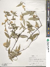 Gelsemium sempervirens image