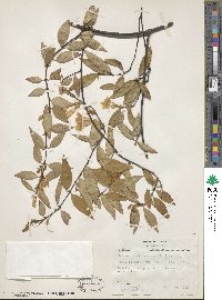 Gelsemium sempervirens image