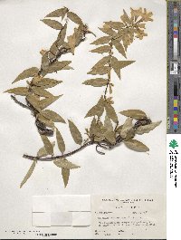 Gelsemium sempervirens image