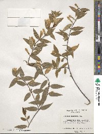 Gelsemium sempervirens image