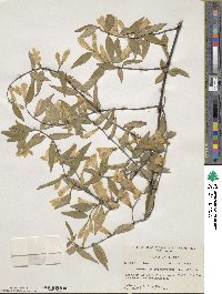 Gelsemium sempervirens image