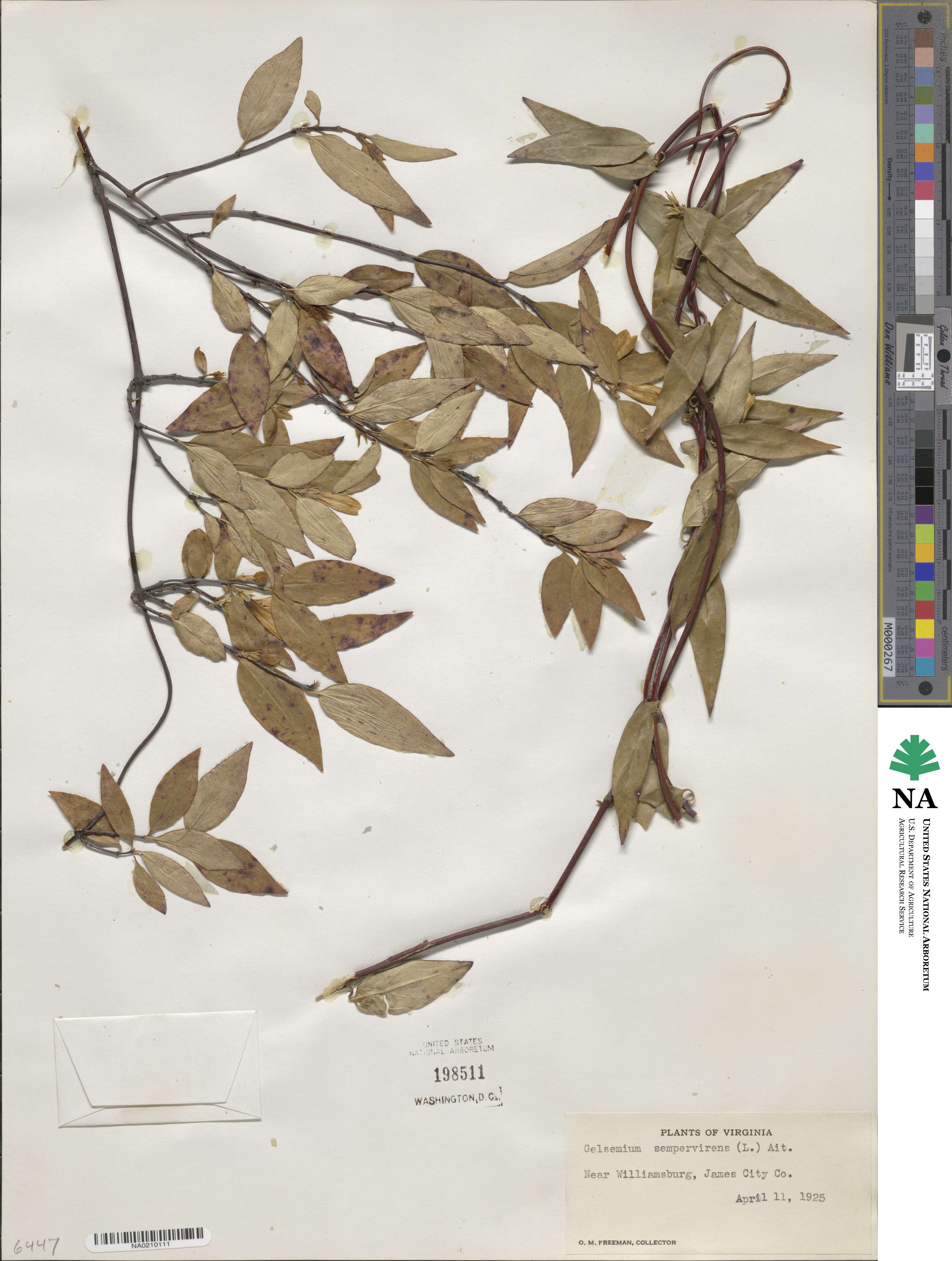 Gelsemium sempervirens image
