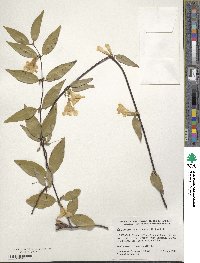 Gelsemium sempervirens image