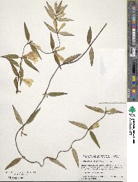 Gelsemium sempervirens image