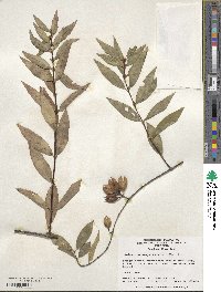 Gelsemium sempervirens image