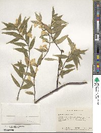 Gelsemium sempervirens image