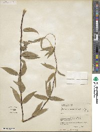 Gelsemium sempervirens image