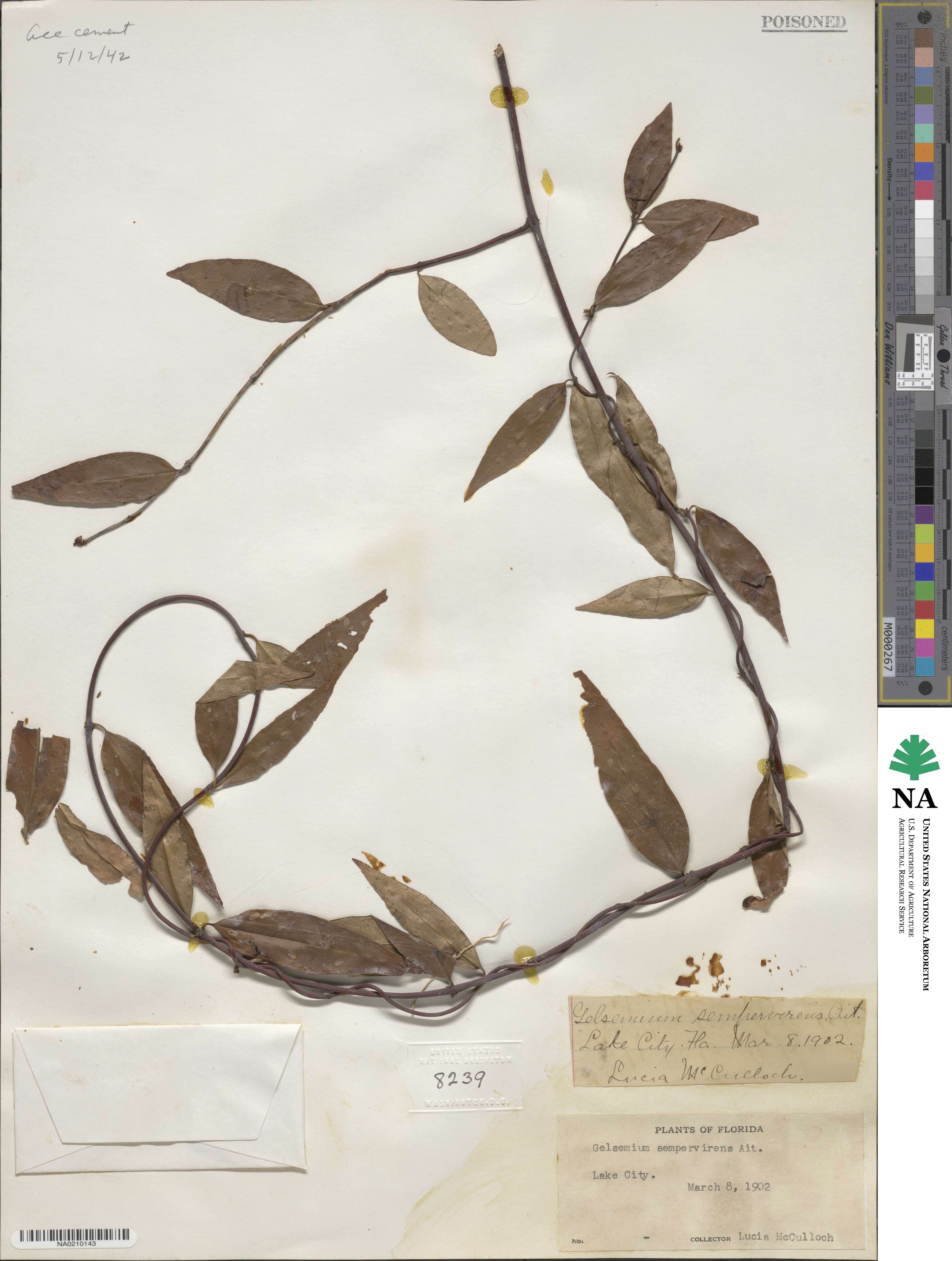 Gelsemiaceae image