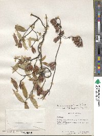 Gelsemium sempervirens image