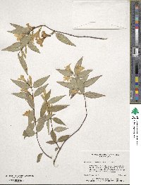 Gelsemium sempervirens image