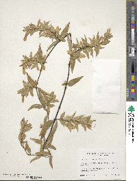 Gelsemium sempervirens image