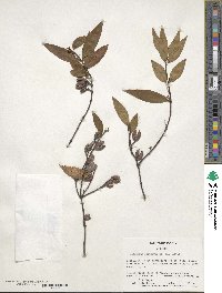 Gelsemium sempervirens image