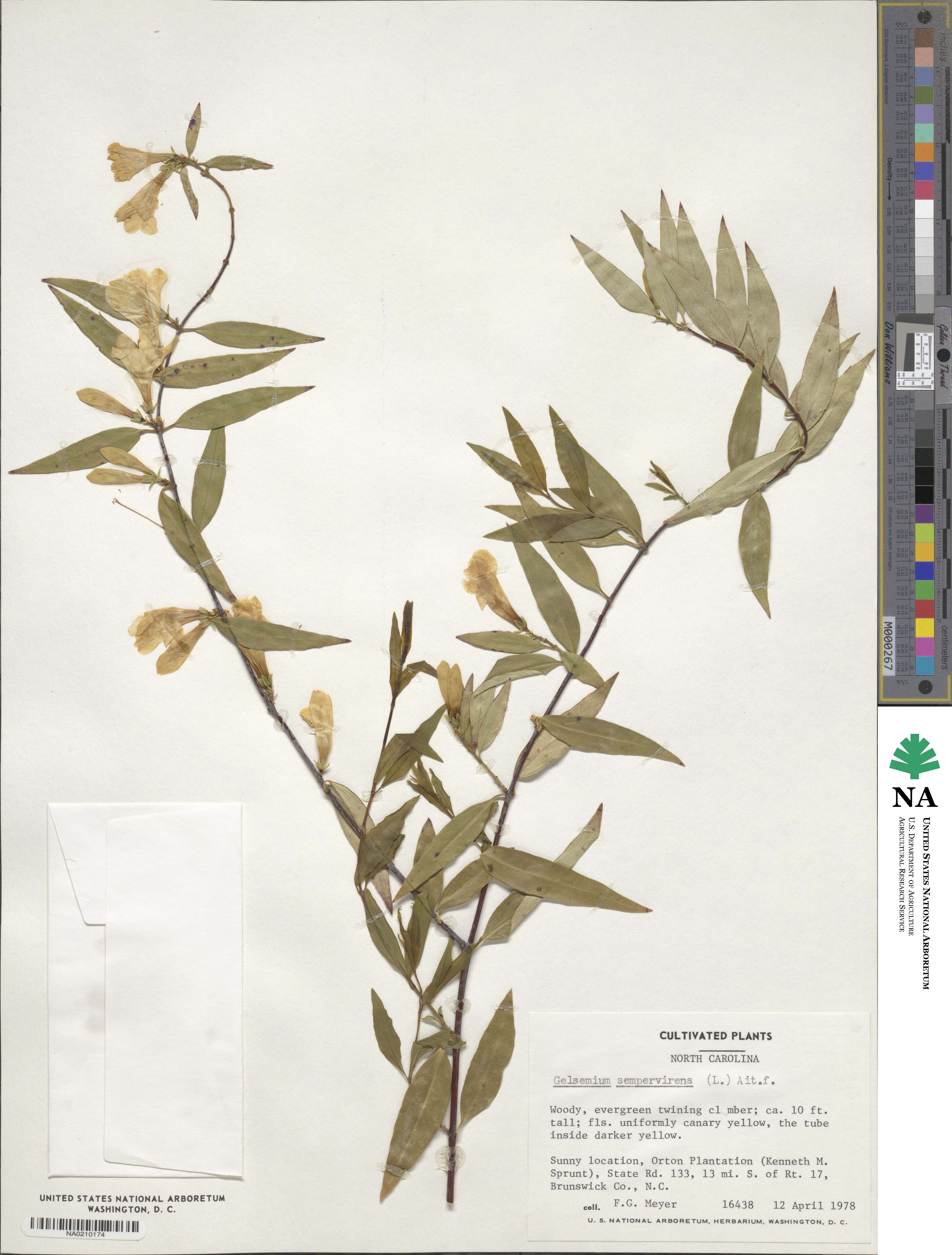 Gelsemium sempervirens image