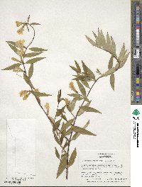 Gelsemium sempervirens image